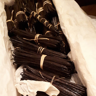 Les gousses de vanille du Mexique