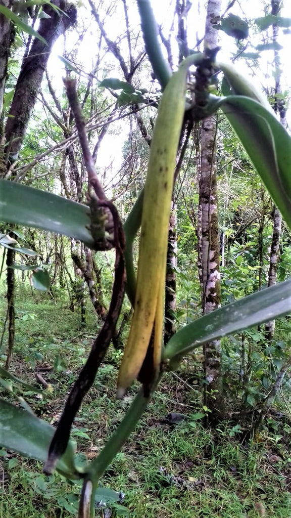 Le caviar de Madagascar pour vos extraits maison